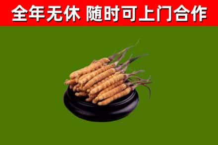 平武回收散虫草