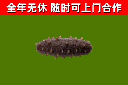 平武回收海参干